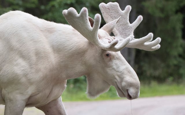 Don’t risk irritating Sweden’s famous white elk, expert warns
