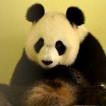 Panda at French zoo pregnant with twins