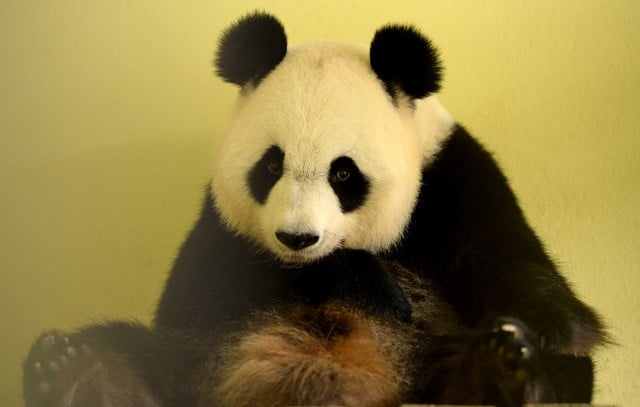 Panda at French zoo pregnant with twins