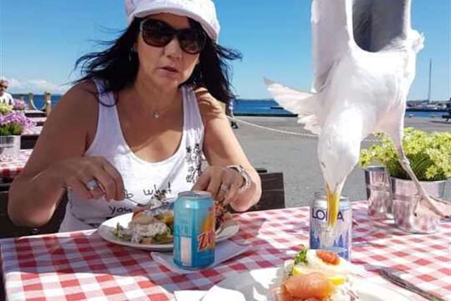 Cheeky seagull photobombs Swede's seaside lunch… and steals his food
