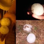 In pics: Freak summer storm batters northern Spain with giant hailstones