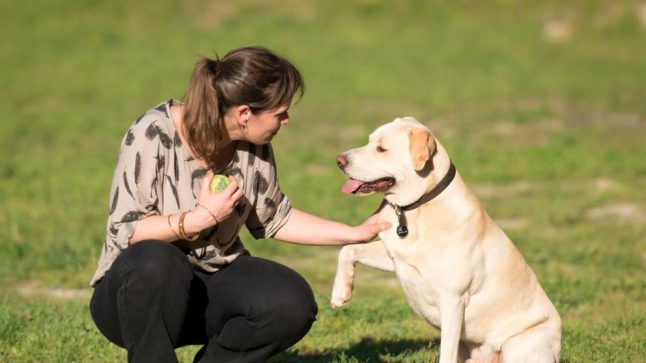 Meet Blat: The Barcelona dog that can detect lung cancer from sniffing a person’s breath