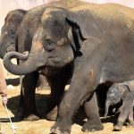 Hanover zookeepers did not mistreat their elephants, prosecutors conclude
