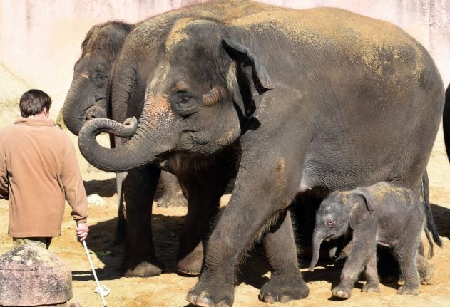 Hanover zookeepers did not mistreat their elephants, prosecutors conclude