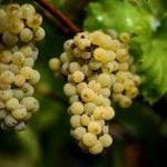 Heatstruck Italy starts harvesting its thirsty vines