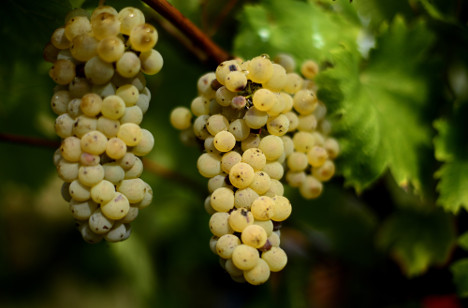 Heatstruck Italy starts harvesting its thirsty vines
