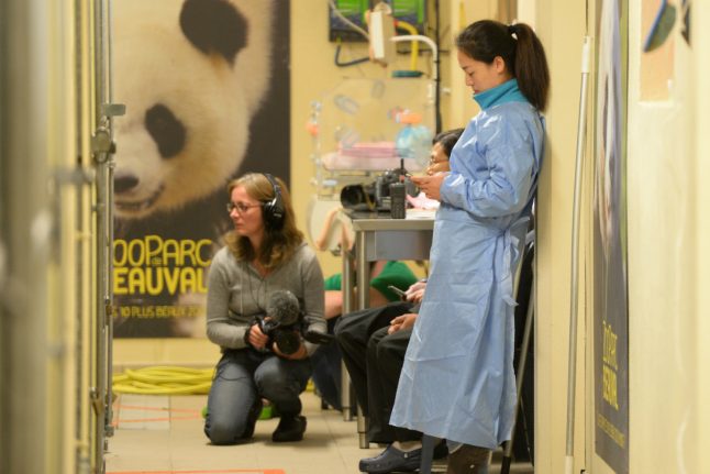 Panda gives birth to twins at French zoo, one cub dies