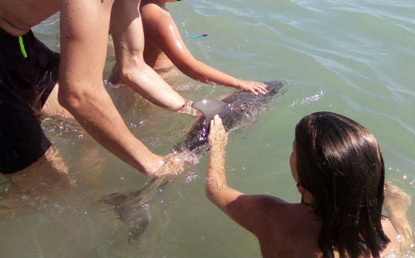 Baby dolphin dies after being mobbed by selfie-seeking beachgoers