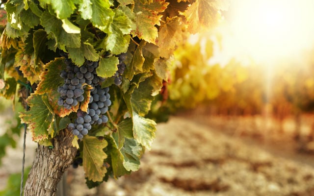 Italian wine production set to hit slump yet exports to smash records
