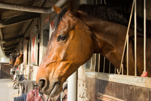 Swiss army recruits look after mistreated horses seized from Thurgau farm