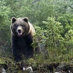 Bear gatecrashes party in central Italian town