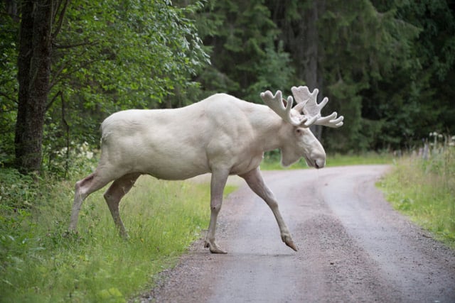 Watch: Incredible viral footage of a rare white elk in Sweden