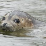 Grey seals thriving in Danish waters tip scales against fisherman