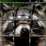 Police in Bavaria called out to deal with drunk and disorderly racoon