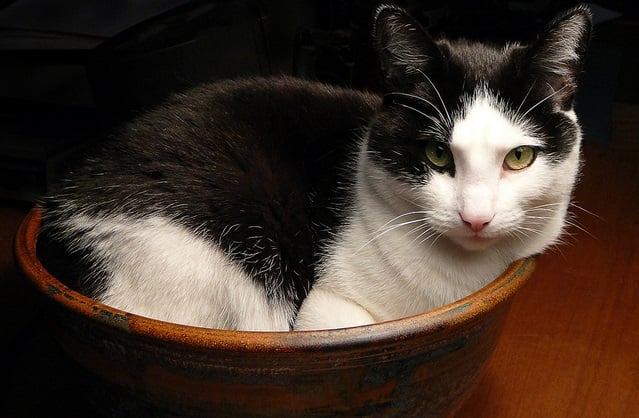 French researchers win 'funny Nobel' for investigating whether cats are both solid and liquid