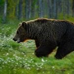 Swedish hunter attacked by bear
