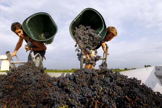 Thieves pillage seven tonnes of grapes from Bordeaux vineyards