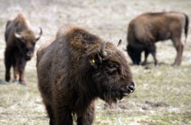 Germany’s ‘first wild bison in 250 years’ shot by authorities