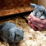 Brave baby rabbit hitchhikes 70 kilometres through Sweden