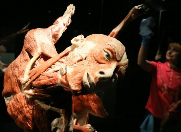 Exhibition showing preserved corpses finds final resting place in Heidelberg