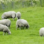 Norwegian farmers suspect sheep thieves after unexplained disappearances