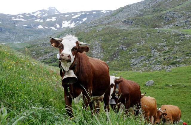 Noisy cows spark outcry from British homeowners in French Alps