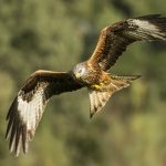 Family of protected birds of prey found dead in Denmark