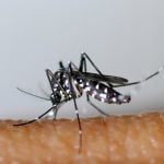 Analysis: Why malaria is unlikely to return to Italy