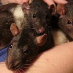 France: Rats attack paraplegic girl in bed