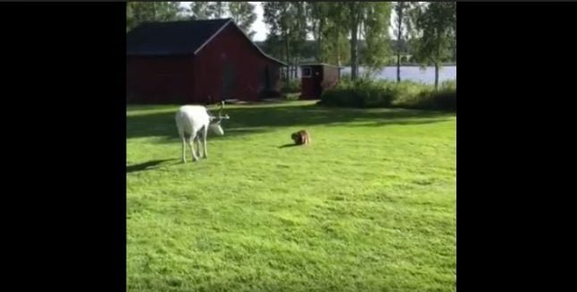 Video: Cat squares off with reindeer in Sweden