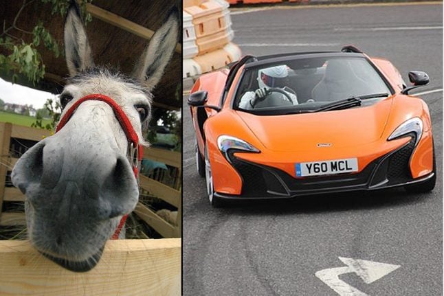 Court asks if donkey at fault for mistaking orange sports car for carrot