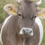 Farmers suffer setback over cow horn subsidies