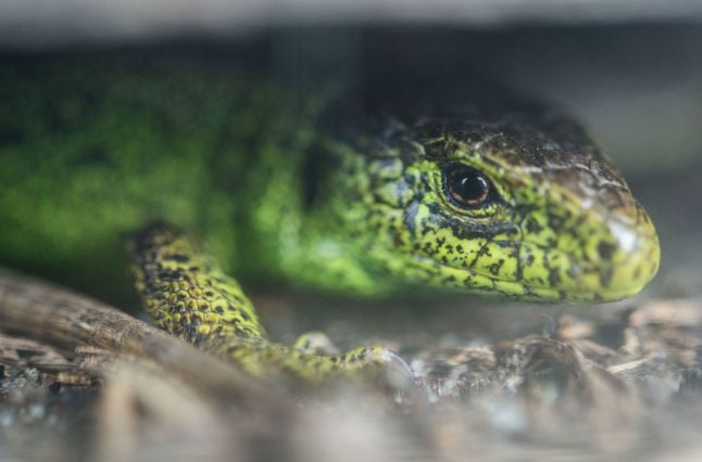 How rare lizards are holding up Stuttgart's fancy new rail system, at a cost of millions