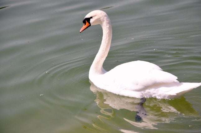 Danish teenagers accused of killing swan in Italy