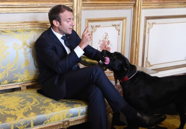 VIDEO: France's presidential pooch caught peeing on ornate Elysee fireplace