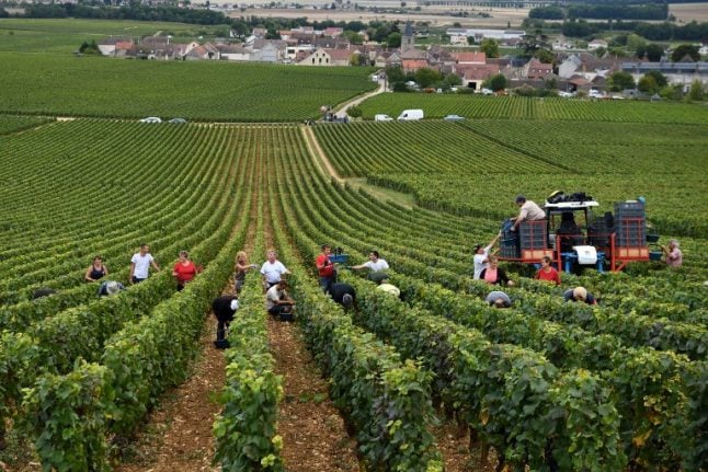 EU weedkiller row leaves French winegrowers with a hangover