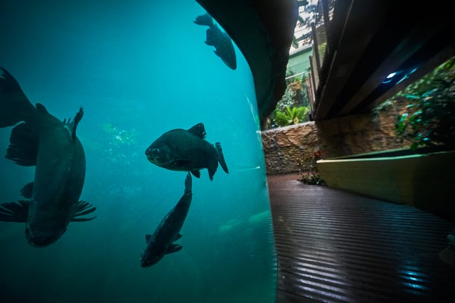 Europe’s largest freshwater aquarium opens in Lausanne
