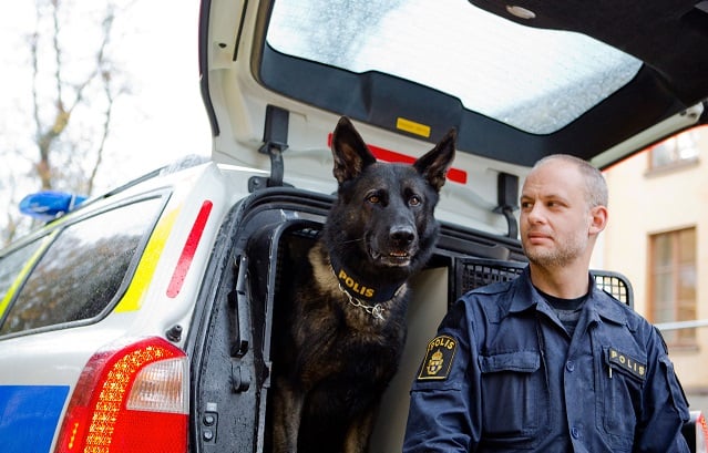 Police dog wins national award after finding missing girl in Sweden’s bear country