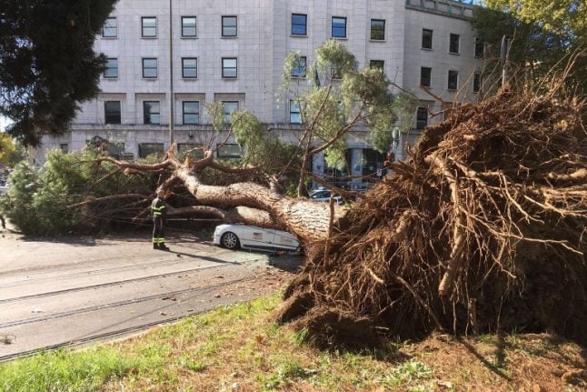Rome's trees are falling: Toppling pine crushes taxi in latest accident