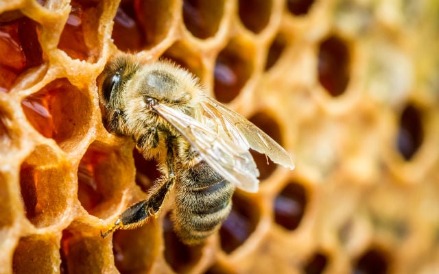 Swiss study says bee-harming pesticides present in 75 percent of honey worldwide