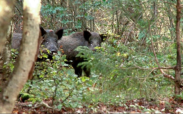 Radioactive boar shot dead in Sweden – 31 years after Chernobyl disaster
