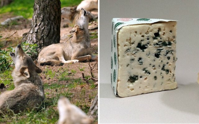 France’s strict cheese-making rules leave sheep farmers at mercy of the wolves