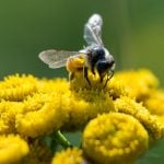 Insects decline dramatically in German nature reserves: study