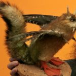 This Wolpertinger was displayed in the Natural History Museum in Leipzig as part of a myths and fairytales exhibition in 2006. This particular Wolpertinger looks a little like a vampire crossed with a squirrel and sports bird wings, duck feet and horns.Photo: DPA
