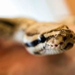 Drunk man with python in his pants sent to sobering-up cell