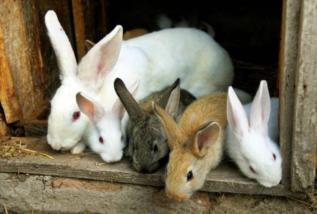 46 rabbits discovered in Danish apartment