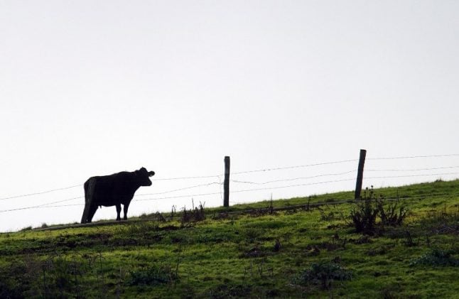 Spain reports case of 'mad cow disease'