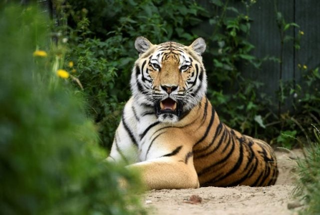 Tiger shot dead in Paris after escaping from circus