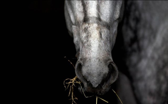 Man in Sweden fined for sexually assaulting a horse