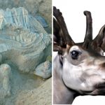 Spanish scientists discover primitive four-horned giraffe